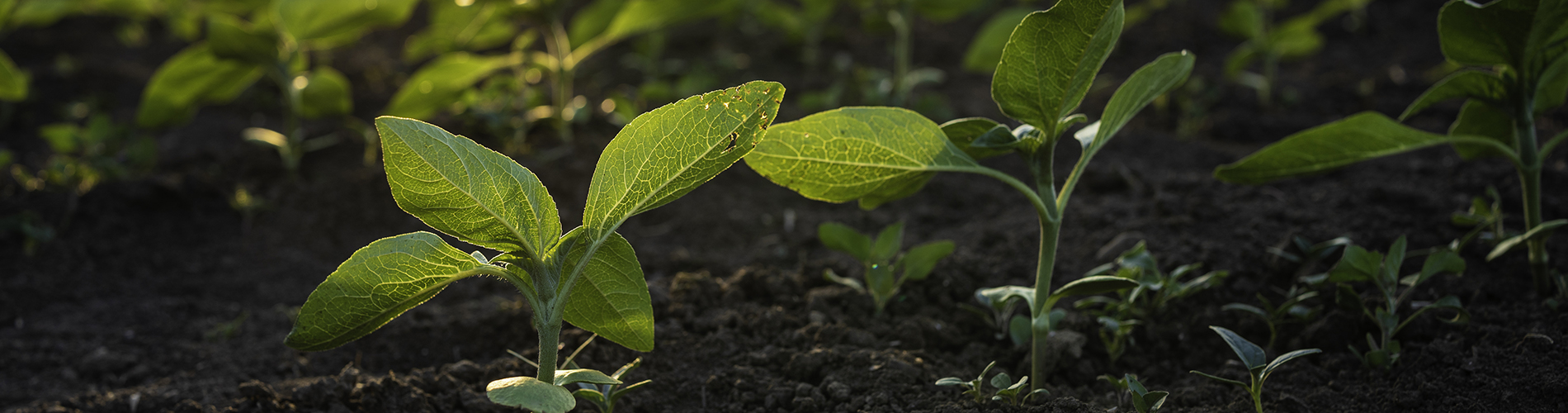plants growing